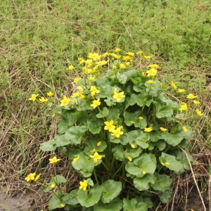 Photographie n°2179536 du taxon Caltha palustris L. [1753]