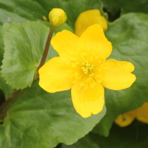 Photographie n°2179538 du taxon Caltha palustris L. [1753]