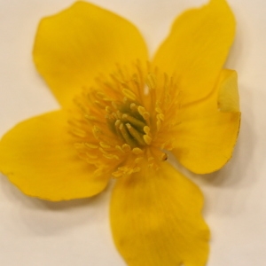 Photographie n°2179540 du taxon Caltha palustris L. [1753]