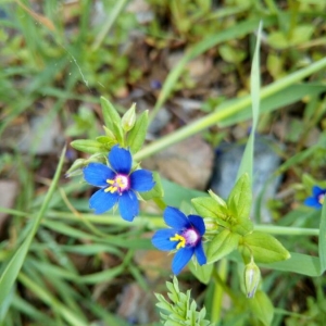 Photographie n°2179542 du taxon Lysimachia arvensis (L.) U.Manns & Anderb.