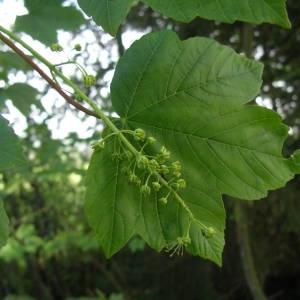 Photographie n°2179544 du taxon Acer pseudoplatanus L. [1753]