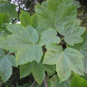 Photographie n°2179545 du taxon Acer pseudoplatanus L. [1753]