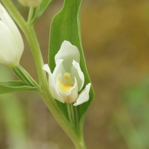 Photographie n°2179547 du taxon Cephalanthera damasonium (Mill.) Druce [1906]