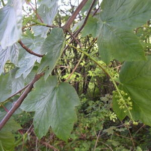 Photographie n°2179550 du taxon Acer pseudoplatanus L. [1753]