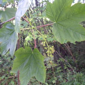 Photographie n°2179551 du taxon Acer pseudoplatanus L. [1753]