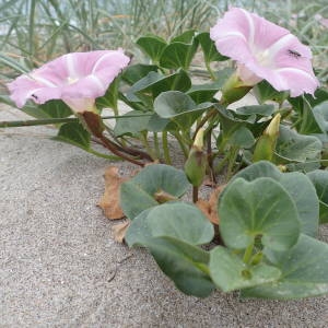 Photographie n°2179600 du taxon Convolvulus soldanella L. [1753]