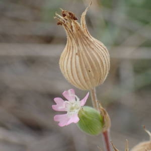 Photographie n°2179603 du taxon Silene conica L. [1753]