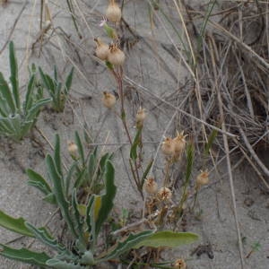 Photographie n°2179605 du taxon Silene conica L. [1753]