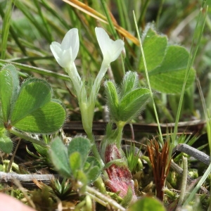 Photographie n°2179643 du taxon Trifolium subterraneum L.