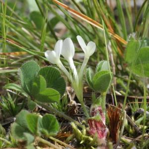 Photographie n°2179644 du taxon Trifolium subterraneum L.