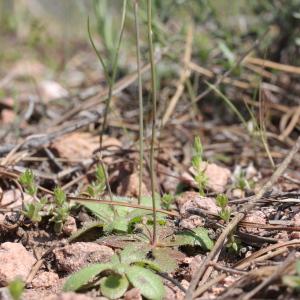 Photographie n°2179663 du taxon Hypochaeris glabra L. [1753]