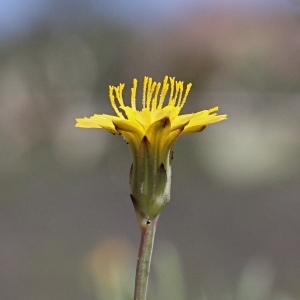 Photographie n°2179664 du taxon Hypochaeris glabra L. [1753]