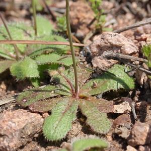 Photographie n°2179666 du taxon Hypochaeris glabra L. [1753]