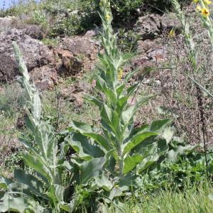 Photographie n°2179667 du taxon Verbascum boerhavii L.