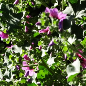 Photographie n°2179718 du taxon Malva arborea (L.) Webb & Berthel. [1837]