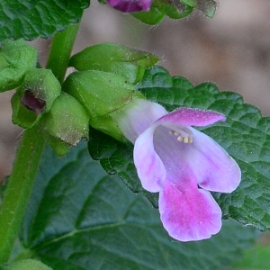 Photographie n°2179757 du taxon Melittis melissophyllum L. [1753]