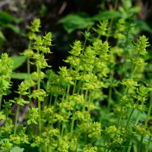 Photographie n°2179779 du taxon Cruciata laevipes Opiz [1852]