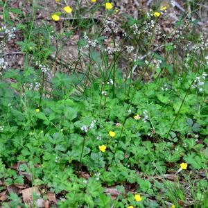 Photographie n°2179785 du taxon Sanicula europaea L. [1753]