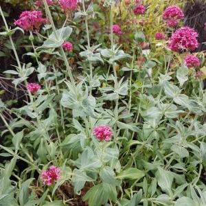 Photographie n°2179803 du taxon Centranthus ruber (L.) DC. [1805]