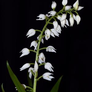 Photographie n°2179838 du taxon Cephalanthera longifolia (L.) Fritsch [1888]