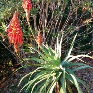 Photographie n°2179855 du taxon Aloe arborescens Mill. [1768]