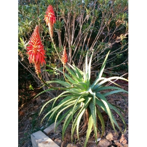 Aloe arborescens Mill. (Aloès arborescent)