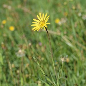 Photographie n°2179857 du taxon Tragopogon pratensis L. [1753]