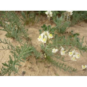 Linaria supina subsp. maritima (DC.) Laínz (Linaire maritime)