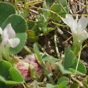 Photographie n°2179895 du taxon Trifolium subterraneum L.