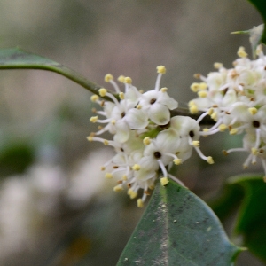 Photographie n°2179924 du taxon Ilex aquifolium L. [1753]