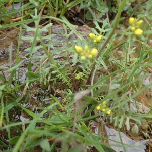 Photographie n°2179927 du taxon Sisymbrella aspera (L.) Spach [1838]