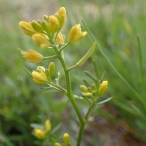 Photographie n°2179931 du taxon Sisymbrella aspera (L.) Spach [1838]