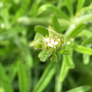 Photographie n°2180053 du taxon Galium aparine L. [1753]