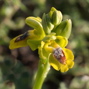 Photographie n°2180080 du taxon Ophrys lutea subsp. lutea