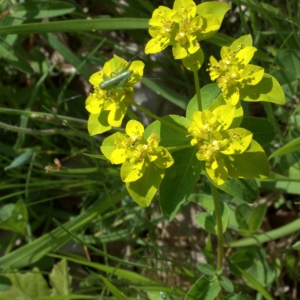 Photographie n°2180090 du taxon Euphorbia flavicoma subsp. verrucosa (Fiori) Pignatti [1973]