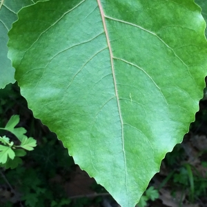 Photographie n°2180125 du taxon Populus nigra L. [1753]