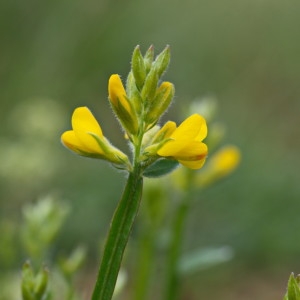 Photographie n°2180173 du taxon Genista sagittalis L. [1753]