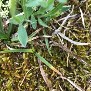 Photographie n°2180174 du taxon Genista sagittalis L. [1753]