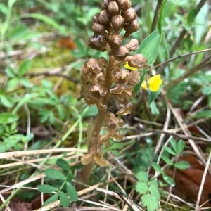 Photographie n°2180209 du taxon Neottia nidus-avis (L.) Rich. [1817]