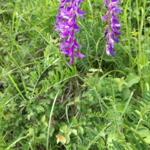 Photographie n°2180220 du taxon Vicia cracca L. [1753]