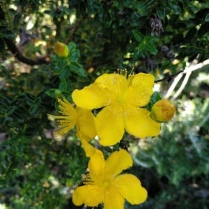  - Hypericum balearicum L. [1763]