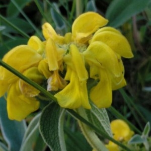 Photographie n°2180244 du taxon Phlomis fruticosa L. [1753]