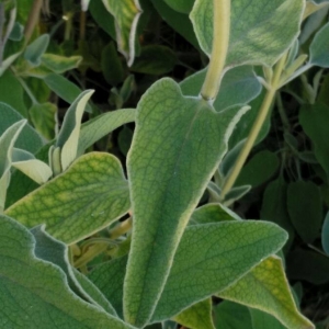 Photographie n°2180246 du taxon Phlomis fruticosa L. [1753]