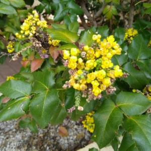 Photographie n°2180329 du taxon Berberis aquifolium Pursh [1814]