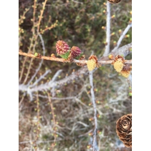 Larix laricina (Du Roi) K.Koch