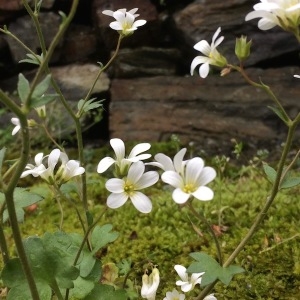 Photographie n°2180428 du taxon Saxifraga granulata L. [1753]