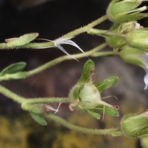 Photographie n°2180432 du taxon Saxifraga granulata L. [1753]