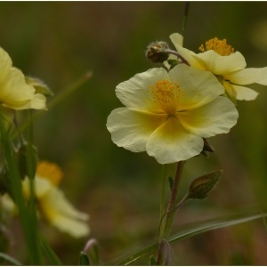 Photographie n°2180438 du taxon Fumana procumbens (Dunal) Gren. & Godr. [1847]