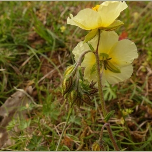 Photographie n°2180440 du taxon Fumana procumbens (Dunal) Gren. & Godr. [1847]