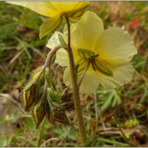 Photographie n°2180441 du taxon Fumana procumbens (Dunal) Gren. & Godr. [1847]